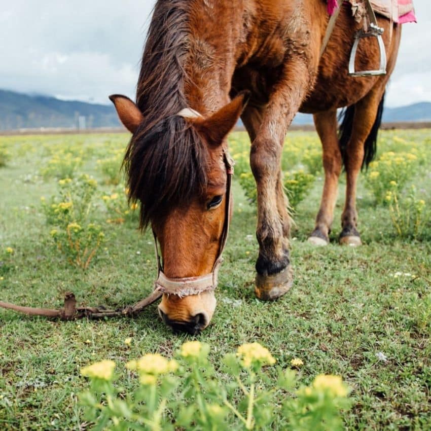 Hestefoder giver et mere fokuseret og transparent indhold af næringsstoffer i forhold til hø og wrap.